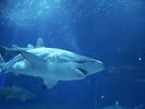 【大洗水族館/サメの海】シロワニをはじめクロヘリメジロザメなど4種のサメたちが悠然と泳ぐ。