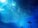 大洗水族館/約20,000匹のマイワシをはじめサメなどの約80種、約25,000匹の生きものたちが悠然と泳ぐ