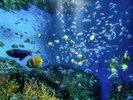 【大洗水族館/悠久の海ゾーン】のんびり屋のマンボウやさまざまな環境の中で暮らす海の生き物たち。