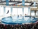 【大洗水族館/オーシャンシアター】イルカとアシカたちがエネルギッシュなパフォーマンスを披露する。