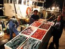 年間を通して新鮮な魚が水揚げされる橋立港