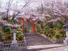 春の弥彦神社 桜が美しく咲き誇る春の情景