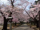 春の弥彦公園 桜が美しく咲き誇る春の情景
