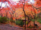 秋の弥彦公園 木々が色づき、鮮やかな紅葉が広がります。