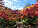 秋の弥彦公園 木々が色づき、鮮やかな紅葉が広がります。