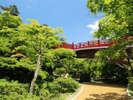 夏の弥彦公園 青々と茂る夏の風景