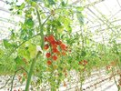 阿蘇健康農園のトマト