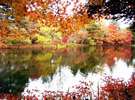 紅葉の雲場池