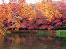 紅葉の雲場池