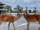 鹿さん
