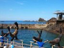 【小樽水族館】人気のトドショー※イメージ