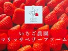 【マリッサリゾート】自社いちご農園「マリッサベリーファーム」