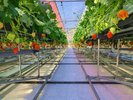 【マリッサリゾート】自社いちご農園|摘みたての甘さに、出会う。