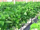 【マリッサリゾート】自社いちご農園|摘みたての甘さに、出会う。