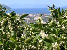 【マリッサリゾート】みかんの産地周防大島 この小さな白い花から生まれます。