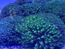 【マリッサリゾート】ニホンアワサンゴを知る、島の自然拠点|地家室園地拠点施設