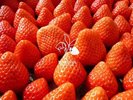 マリッサベリーファーム|直営いちご農園で、初摘み苺のおいしさを体験。