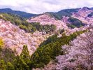 【吉野山(桜)】ホテルから車で1時間45分