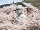 【壷阪寺(春)】ホテルから車で1時間10分
