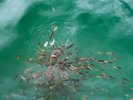 *【アクティビティ】釣り体験