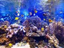 鳥羽水族館(お魚と珊瑚)