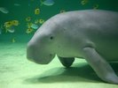 鳥羽水族館(ジュゴン)