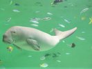 鳥羽水族館(遊泳中のジュゴン)