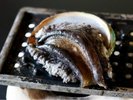 【鮑の踊り焼き】活きの良いアワビをご堪能ください。濃厚な肝もまた美味!
