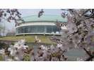 景観 桜