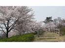 景観 桜