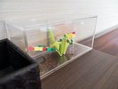 折鶴も皆さまが会いに来てくれる日を、今か今かと待ちわびています。