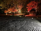 【細川刑部邸】紅葉時、通常入れない庭園を開放しライトアップイベントを開催(写真提供:熊本県観光連盟)