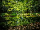 【山吹水源】熊本県の名水百選。原生林に囲まれた静かな水源です。(写真提供:熊本県観光連盟)