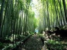 【石畳の道】夏目漱石「草枕」のモデルともなった道。当時の面影がほとんど残っていると言われています。