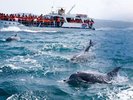 【イルカウォッチング】年間を通して90%を超える遭遇率!天草の人気スポット(写真提供:熊本県観光連盟)