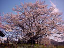 spot 〜 樹齢1200年を誇る素桜神社内にある神代桜 〜