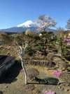 はるの富士山です