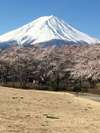 富士山と桜