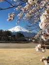 富士山と桜