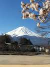 富士山と桜