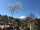 富士山と桜