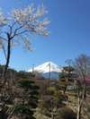 富士山と桜