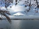 桜と富士山!河口湖で。