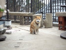 *リンちゃん/南山荘の看板犬!リンちゃんが皆様のお越しをお待ちしております。