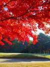 真っ赤に色ずく紅葉が多くの皆さまを魅了します(白河高原CC)