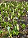 群生する水芭蕉を愛でる(白河高原CC)