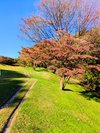 徐々に色づき始める紅葉。