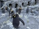 ペンギンの散歩