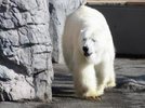 旭山動物園