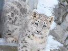 旭山動物園冬期開園